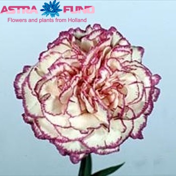 Dianthus standaard 'Rendez-vous' fotografija