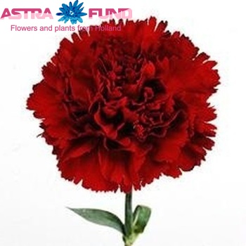Dianthus standaard 'Reno' fotografija