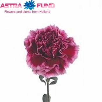 Dianthus standaard Rhapsody fotografija
