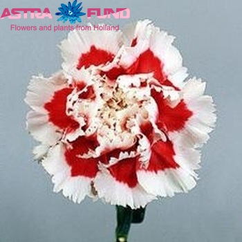 Dianthus standaard 'Rififi' fotografija