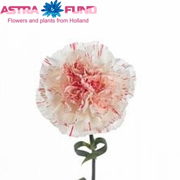 Dianthus standaard 'Rocio' fotografie