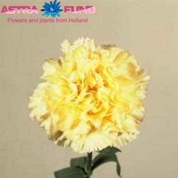 Dianthus standaard Roma fotografie