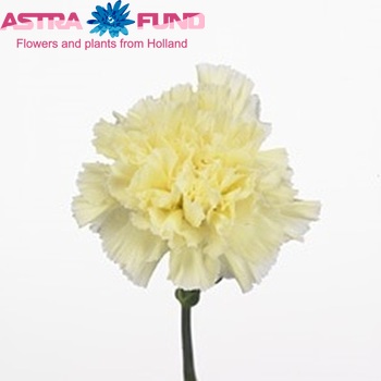Dianthus standaard Sabbia fotografie