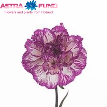 Dianthus standaard 'Salgari' fotografie