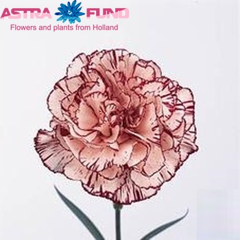 Dianthus standaard 'Samura' fotografie