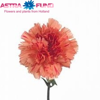 Dianthus standaard Santafe fotografie