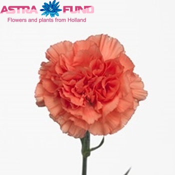 Dianthus standaard 'Segreto' fotografie
