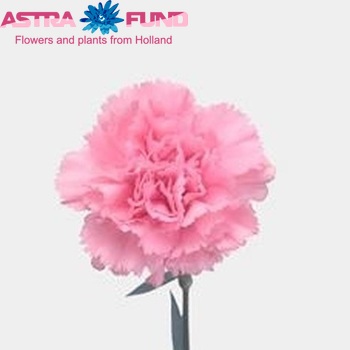 Dianthus standaard Sensi fotografie