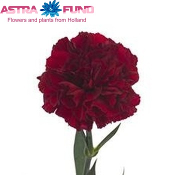 Dianthus standaard 'Sequence' fotografie