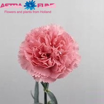 Dianthus standaard 'Sergio Rosa' fotografie