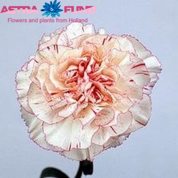 Dianthus standaard 'Sweet Torres' Foto