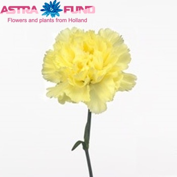 Dianthus standaard 'Texas' φωτογραφία