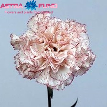 Dianthus standaard 'Theo' φωτογραφία