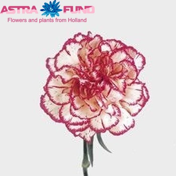 Dianthus standaard 'Tico Tico' φωτογραφία
