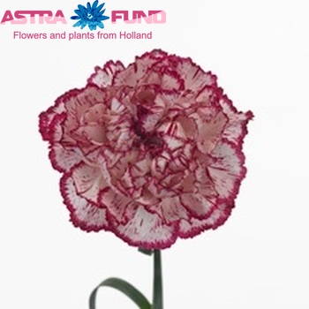 Dianthus standaard 'Tico Tico Bianconero' φωτογραφία