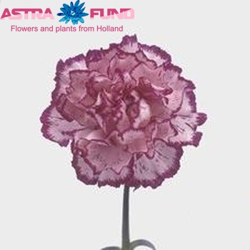 Dianthus standaard 'Tico Tico Malva' φωτογραφία