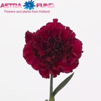 Dianthus standaard 'Tico Tico Porpora' φωτογραφία