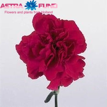 Dianthus standaard 'Tico Tico Violet' φωτογραφία