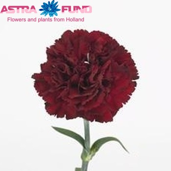 Dianthus standaard 'Toldo' φωτογραφία