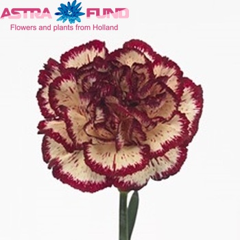 Dianthus standaard 'Tundra Sport Giallonero' photo