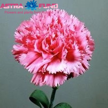 Dianthus standaard Vanya photo