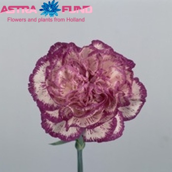 Dianthus standaard 'Wizard' fotografie