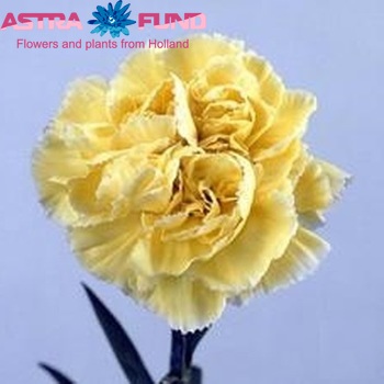 Dianthus standaard 'Yellow Ivonne' fotografie