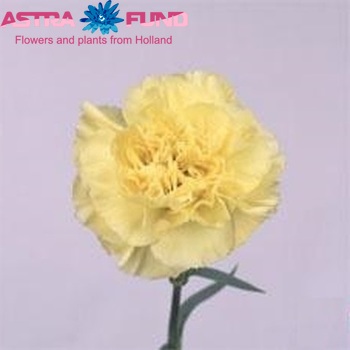 Dianthus standaard 'Yellow Liberty' fotografie