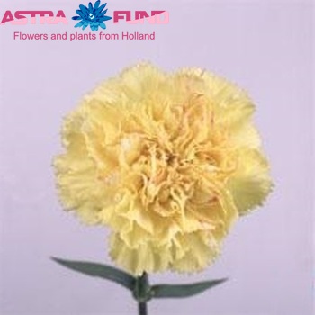 Dianthus standaard 'Yellow Solar' fotografie