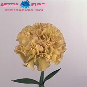 Dianthus standaard 'Zebah' fotografie