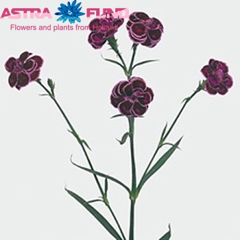 Dianthus 'Tropic Butterfly' fotografie
