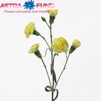 Dianthus tros Abril fotografie