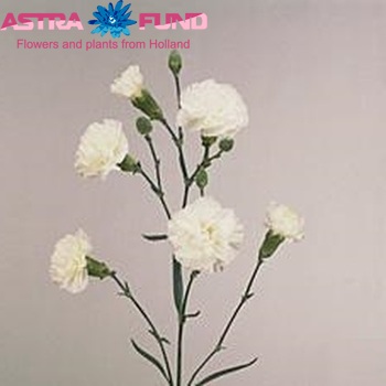 Dianthus tros Albatros fotografie