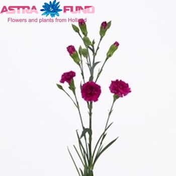 Dianthus tros 'Aloha' fotografie