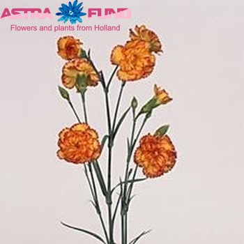 Dianthus tros Andaluz fotografie