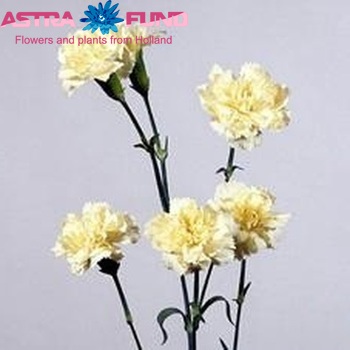 Dianthus tros 'Annelies' fotografie