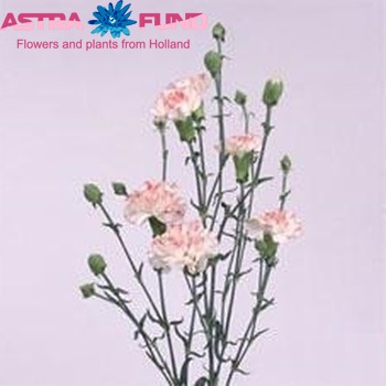 Dianthus tros 'Arena' fotografie