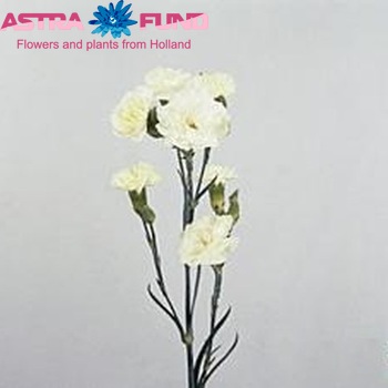 Dianthus tros Artemis fotografie