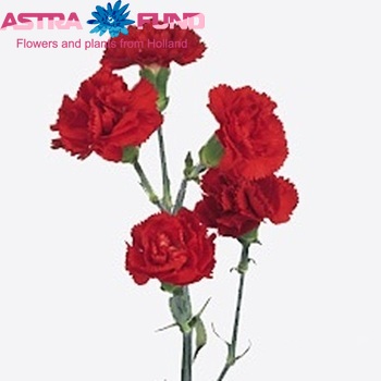Dianthus tros Aveiro fotografie