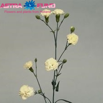 Dianthus tros Bagatel fotografie