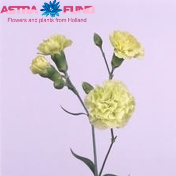 Dianthus tros 'Ballantyne' fotografie