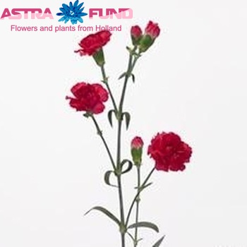 Dianthus tros 'Beam Cherry' fotografie