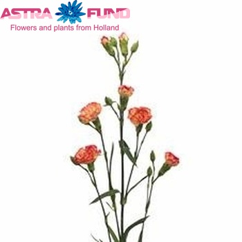 Dianthus tros Belen fotografie