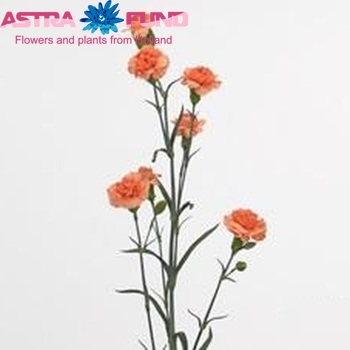 Dianthus tros Belmonte fotografie