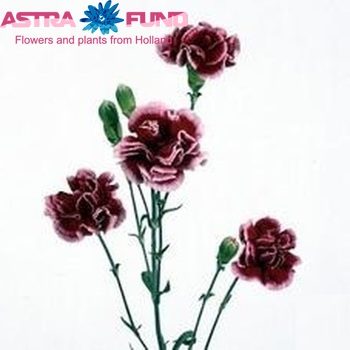 Dianthus tros 'Berry' fotografie
