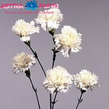 Dianthus tros 'Bianca' fotografie