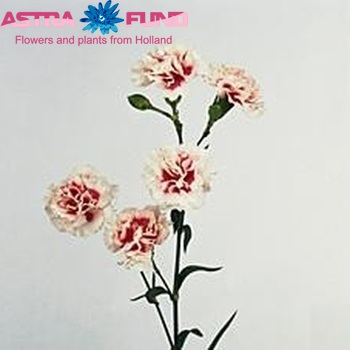 Dianthus tros 'Bolero' fotografie