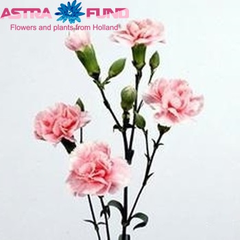 Dianthus tros Bosanska fotografie