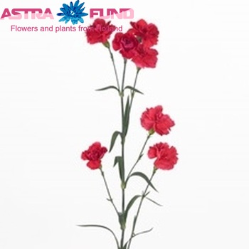 Dianthus tros Brisbane fotografie