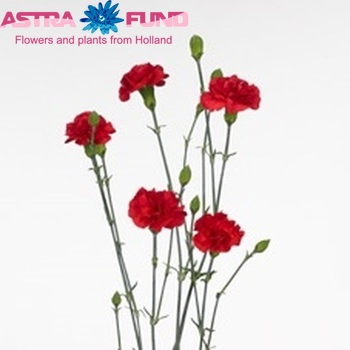 Dianthus tros Brunello fotografie